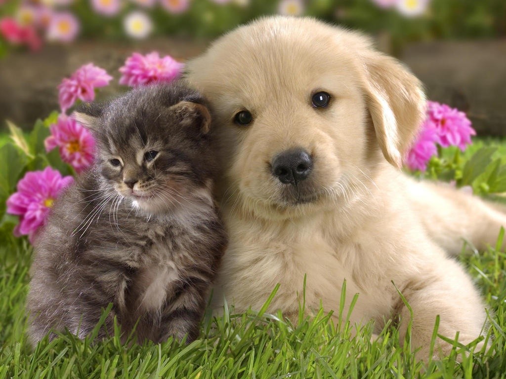 kitten-with-puppy