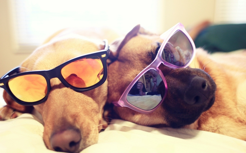 animals dogs glasses sunglasses focus depth of field pets 2560x1600 wallpaper_www.wallpaperhi.com_47
