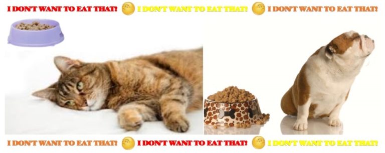 what-to-do-when-your-pets-won-t-eat-their-food